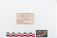 Etiketten zu Bronzebrillenfibel (NHMW-PRAE-024336)